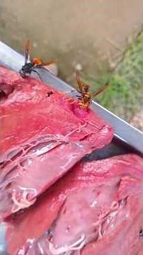 Close-Up Bee / Wasp Eating Meat – Real Predator Behavior In Nature #bee #wasp