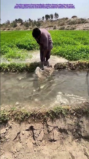 Channeling Water: How Hoe Work Directs Life-Giving Flow to Rice Fields