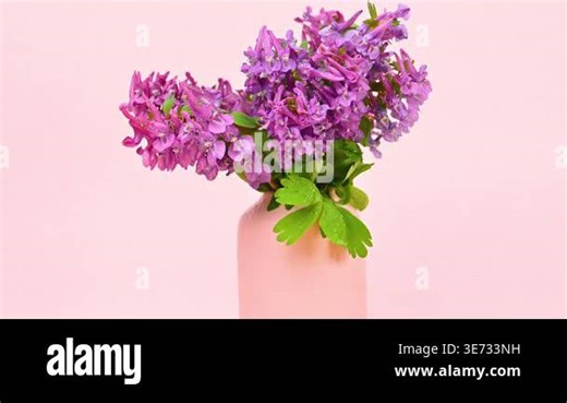spring flowers, Corydalis in a vase Stock Video Footage - Alamy