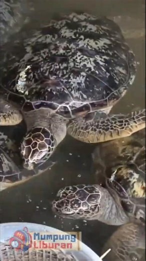 hungry turtles, happy turtle feeding with kids in bali