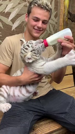 Adorable White Tiger Cub Being Hand-Fed