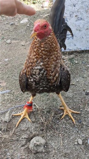 This Asil male chicken fights me back 🤣 #roster #chicken