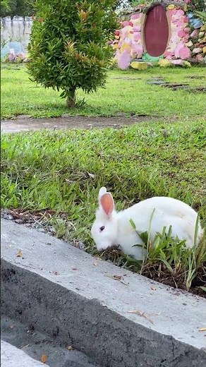 Hop Hop! Fun Facts About Rabbits for Kids | Educational Farm Animal Video for Toddler #rabbitsound