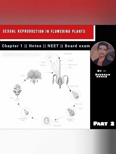 Biology || class 12 || chapter 1 || Notes || sexual reproduction in flowering plant || NEET + Board