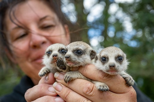 Tasmania Zoo new residents and babies | The Examiner | December 27, 2025