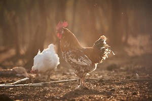 Advancing global efforts for the prevention and control of high pathogenicity avian influenza