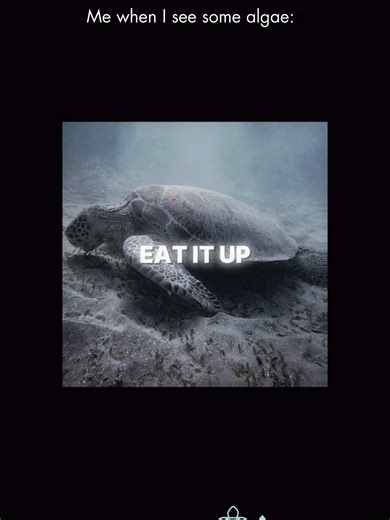 Saving sea turtles? We eat it up! 🐢🍝 To learn more about how you can do your part to help save sea turtles, check out our website and take the pledge at TurtleUp.org! 🐢🫶 #turtleup #seaconservation #givingtuesday #beachpatrols #seaturtles #nonprofit #seaturtle #savetheseaturtles #fypシ #foryoupage #fyp #xyzbcab #xyzbca #viralvideo #seaturtleconservation #seaturtlelove #turtles #trending #meme #capcut