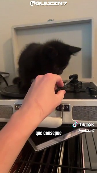 Curiosidades sobre Gatos Pretos: Fatos Incríveis