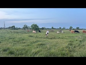Live on the Homestead 🐓, 🐄, 🐎, 🐐, 🐑