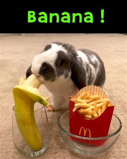 Learn from the rabbits! | Bini the Bunny