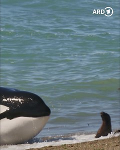 178K views · 257 reactions |  Gefährliche Küste Argentiniens! Orcas jagen junge Seelöwen am Strand – und riskieren dabei ihr eigenes Leben. ▶️ Teil 1 der "Erlebnis Erde"-Reihe "Wildes Argentinien" jetzt in der ARD Mediathek: 1.ard.de/wildes-argentinien-gefaehrliche-kueste | ARD Mediathek | Facebook