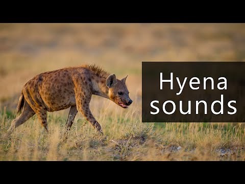 Hyena sounds!