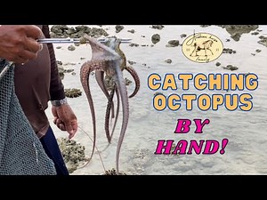 Learn how to catch fresh Octopus with your hands! In Khao Lak, Thailand 🇹🇭🐙🏝️