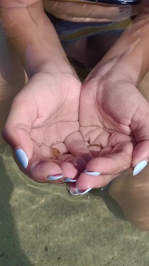 Adorable Baby Jellyfish Discovery | Funny and Cute Sea Creatures
