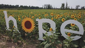 Maria's Field of Hope featured on 'The Today Show'
