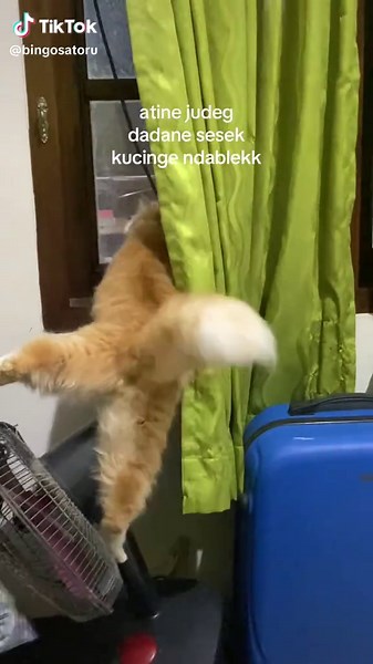 Kucing Lucu Melucu Saat Mudik