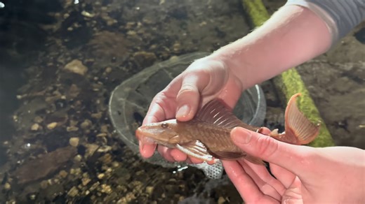 This canal pipe trap revealed a rare albino fish no one expected