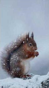 Poor Squarell #snow #shorts please Subscribe my channel