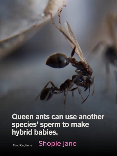 Scientists have discovered a species of queen ant that can use sperm from another ant species to produce hybrid offspring. These hybrids grow into strong and dependable workers that help the colony thrive. The finding highlights how complex and surprising insect biology can be, revealing yet another unusual strategy that nature uses to ensure survival and growth. | Sophie Jane