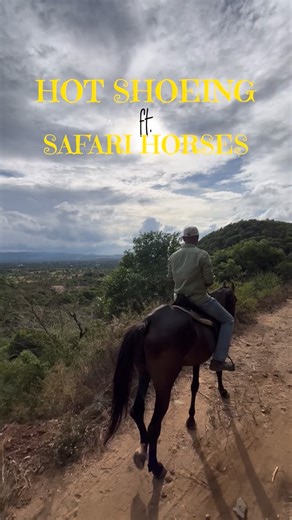 Infi Hooves | Infinite Horse Experiences in Bangalore on Instagram: "🔥🐎 Hot Shoeing ft. Safari Horses 🐎🔥 @theecoranch 📌 Ever wondered how our safari horses walk miles on rocky trails, forests, and open fields without hurting their hooves? The secret lies in the art of shoeing — and that’s where our farrier partners @unicorn_equine_services_ step in. Hot shoeing is not just a skill, it’s craftsmanship: ⚒️ The shoe is heated & shaped to fit each horse perfectly ⚒️ It protects hooves on tough