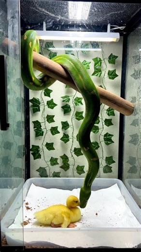 Green tree python feeds on clean baby duck inside simple home vertical enclosure | raw realistic snake feeding Warning: [Warning: Live Feeding Video] This content shows animals feeding naturally as part of nature. No harm, no encouragement of violence. Educational wildlife content. #greentreepython #pythonfeeding #snakekeeper #arborealsnake #captivefeeding #reptilecare #naturecapture #viralreels #facebookreels | Frog Feeding