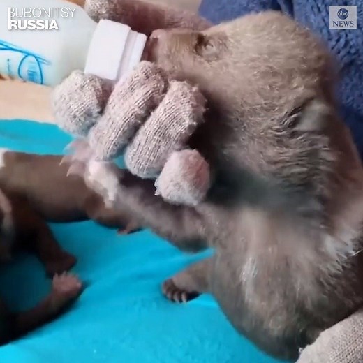 97K views · 2.9K reactions | An orphaned bear cub named Masha, who was found in a forest last month, is on the road to recovery, along with three other rescued cubs at a rescue center in Russia. https://abcn.ws/2wcaAxK | ABC News | Facebook