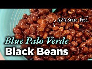 Foraging Paloverde Seeds to Create Black Beans: From Tree to Table