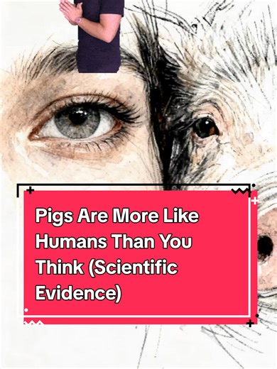 Title Pigs Are More Like Humans Than You Think (Scientific Evidence) Description Pigs are often overlooked — but research shows they share surprising similarities with humans. 🐖 In this video, we explore the science behind these similarities. Pigs have organs — including the heart, skin, and digestive system — that are remarkably similar to those of humans, which is why they are widely used in medical research and transplant studies. They are also highly intelligent. Studies show pigs can learn