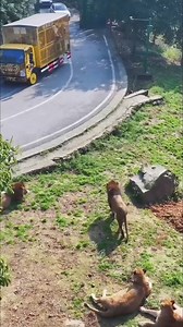 521K views · 1.4K reactions | China Tiger Colony #usareels #china #facts #animallover #zoo #viralreelschallenge | Fact Mentor | Facebook