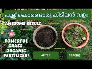 പുല്ല് ഇനി വെറുതെ പറിച്ചു കളയണ്ട കിടിലൻ വളം ആക്കി മാറ്റാം! Organic Green Grass Fertilizer! #viral