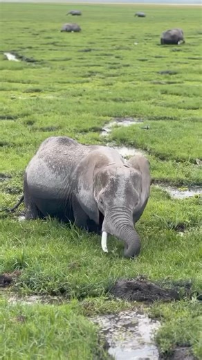 147K views · 1K reactions | Elephants DON’T sweat! This is because...