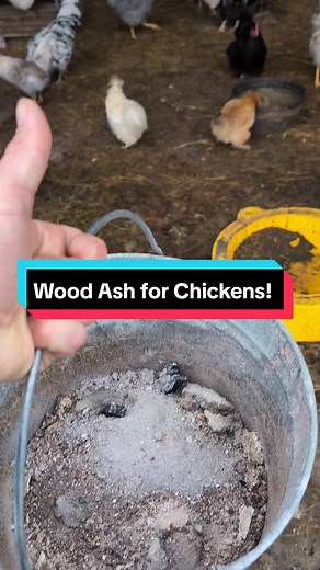 Wood Ash for Chickens!