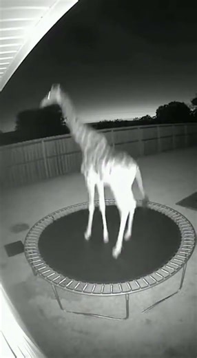 Walked outside to find a giraffe jumping on my trampoline