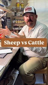 19K views · 18K reactions | Why are you running sheep instead of cows? #Sheep #Cows #Dorpers #HairSheep #Ranch #Ranching #KeepRanchin | Bar 7 Ranch | Facebook