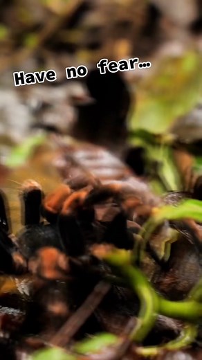 Are you scared of tarantulas? #tarantula #spider #TikTokTaughtMe #edutok