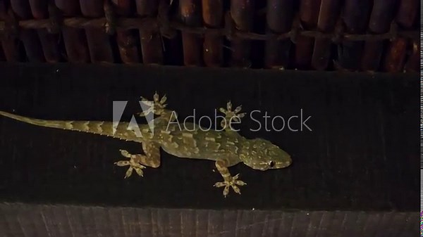 The common house gecko (Hemidactylus frenatus) is a gecko native to South and Southeast Asia. 4k Footage, A house gecko is searching hunt at night on the old house roof