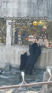 Cat Collection on Reels