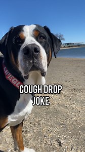 43K views · 40K reactions | Honey or menthol drops? Audio: @loganisle #fridayfunnies #dadjokes #dogsofinstagram #dogs #dogjokes #swissy #swissmountaindog #dogvideos #funnydogs #fosterdog #greatpyr | Murraytheswissy | Facebook
