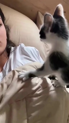 Funny pet cat (@funny.pet.cat8)’s videos with original sound - Funny pet cat
