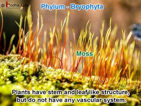 Biology - Five Phyla of Plant Kingdom - Overview - Diversity in Living Organisms - English