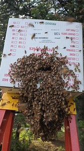 Come on Down Bees 🐝🐝🐝 | Swarmstead Bees and Gardening