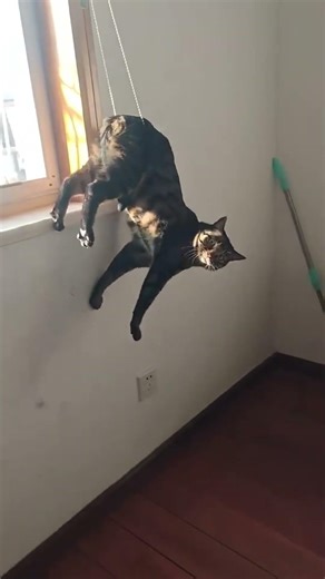 Dogs zoomie and bump into the furniture 🤪 #dog #fyp #funnyvideos #viral #Funny