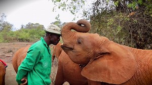 Share your love for elephants with the ones you love An adoption makes a great gift and, accompanied by the newly released song ‘Orphans’ Lullaby’, this video features some of the orphans in our care, all of whom can become a part of your loved ones’ lives through our fostering program. Give a gift of love and life at: www.thedswt.org/foster | Sheldrick Wildlife Trust