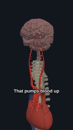 Why You Get Dizzy When You Stand Up Too Fast