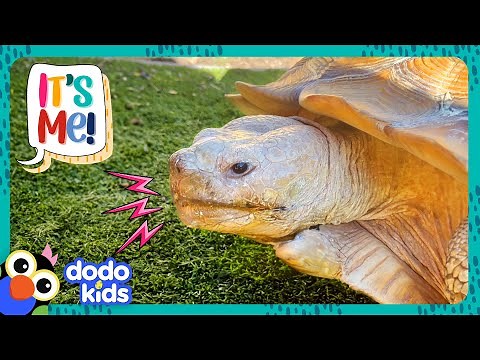 Grumpy Tortoise Only Loves ONE Thing... | Dodo Kids | It's Me!