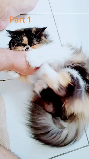 #foryoupage #fyp #persiancat #catlover #cat #kucing #kucingtiktok #persiancats #persiancatsoftiktok #