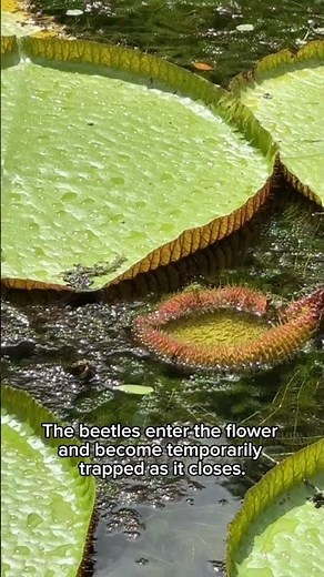 Victoria amazonica is one of the most remarkable aquatic plants on Earth #facts #nature #plants