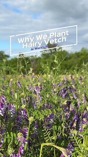 Why We Plant Purple Hairy Vetch at Ward’s Farm NJ