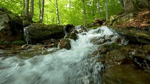 Stream Running Fast Summer Green Forest Stock Footage Video (100% Royalty-free) 1054311671 | Shutterstock