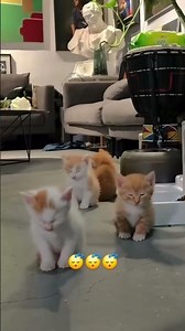 #humor #cat #montage My First Edit Ever… Did I Do It Right? 👀✨